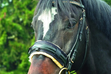 Preview: Christ Lammfell Turnier Nasenriemenschoner