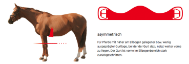 Preview: Mattes SLIM-LINE Lammfell Western-Sattelgurt mit Cinch, mit abnehmbarem Lammfellbezug, freie Farbwahl