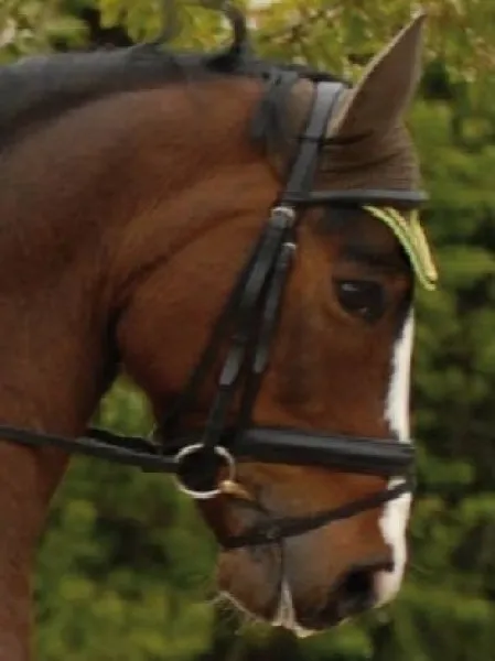 Green-Taupe Kollektion von Mattes Ohrenkappe/ Fliegenmütze - Gr. L